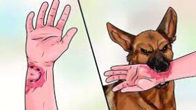 কুকুরের কামড়ে আহত অর্ধশতাধিক