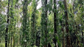 গোয়াইনঘাটে খাসিয়া সম্প্রদায়ের পান গাছ কেটে ফেলেছেন দুর্বৃত্তরা
