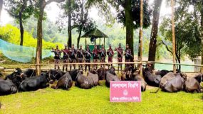সিলেট সীমান্ত দিয়ে চোরাইপথে আসা অর্ধ শতাধিক মহিষ আটক