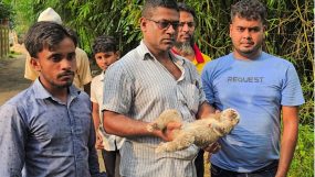 বিদ্যুতের তারে লেগে মারা গেলো লজ্জাবতী বানর