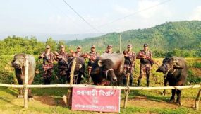 সিলেটে ১৬ লাখ টাকার ভারতীয় গরু-মহিষ আটক