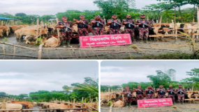 গোয়াইনঘাটে সীমান্তে বিজিবি অভিযানে গরু-মহিষের জব্দ