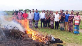 রাতারগুলে অবৈধ মাছ শিকার রোধে অভিযান, পুড়ানো হলো ৩১টি চায়না জাল
