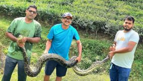 শ্রীমঙ্গলে চা বাগান থেকে ১২ ফুট লম্বা অজগর উদ্ধার