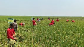 সুনামগঞ্জের হাওরাঞ্চলের ধান দ্রুত কাটার জন্য কৃষকদের আহ্বান জানিয়েছে পানি উন্নয়ন বোর্ড