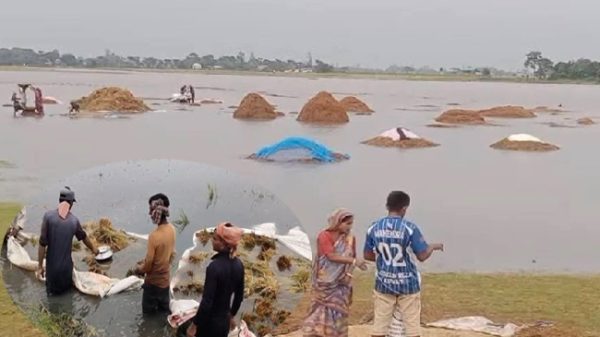 সুনামগঞ্জে বিভিন্ন হাওরের বৃষ্টিতে ডুবছে পাকা ধান, হাওরজুড়ে হাহাকার