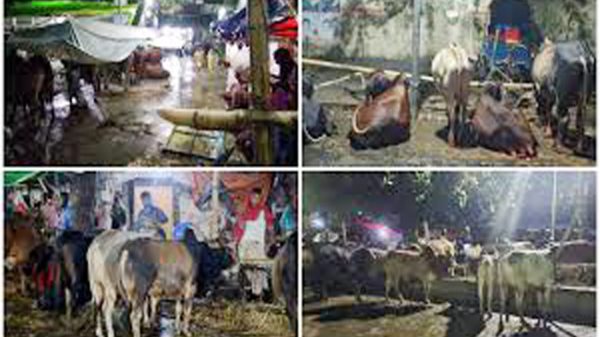 বৃষ্টির কারণে কোরবানির পশুর হাটে ধীরগতি, বিপাকে ক্রেতা-বিক্রেতা