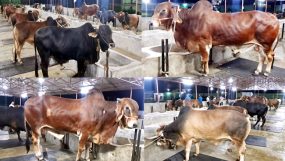 সিলেট আলাদীন ফার্ম হাউজে কোরবানির গরু বিক্রি কার্যক্রম চলছে